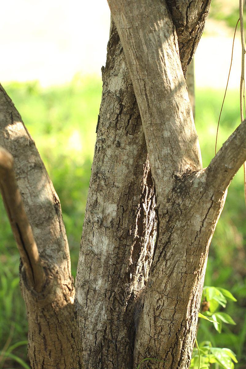 Grewia monticola