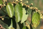 Grewia monticola