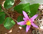 Grewia occidentalis var. occidentalis