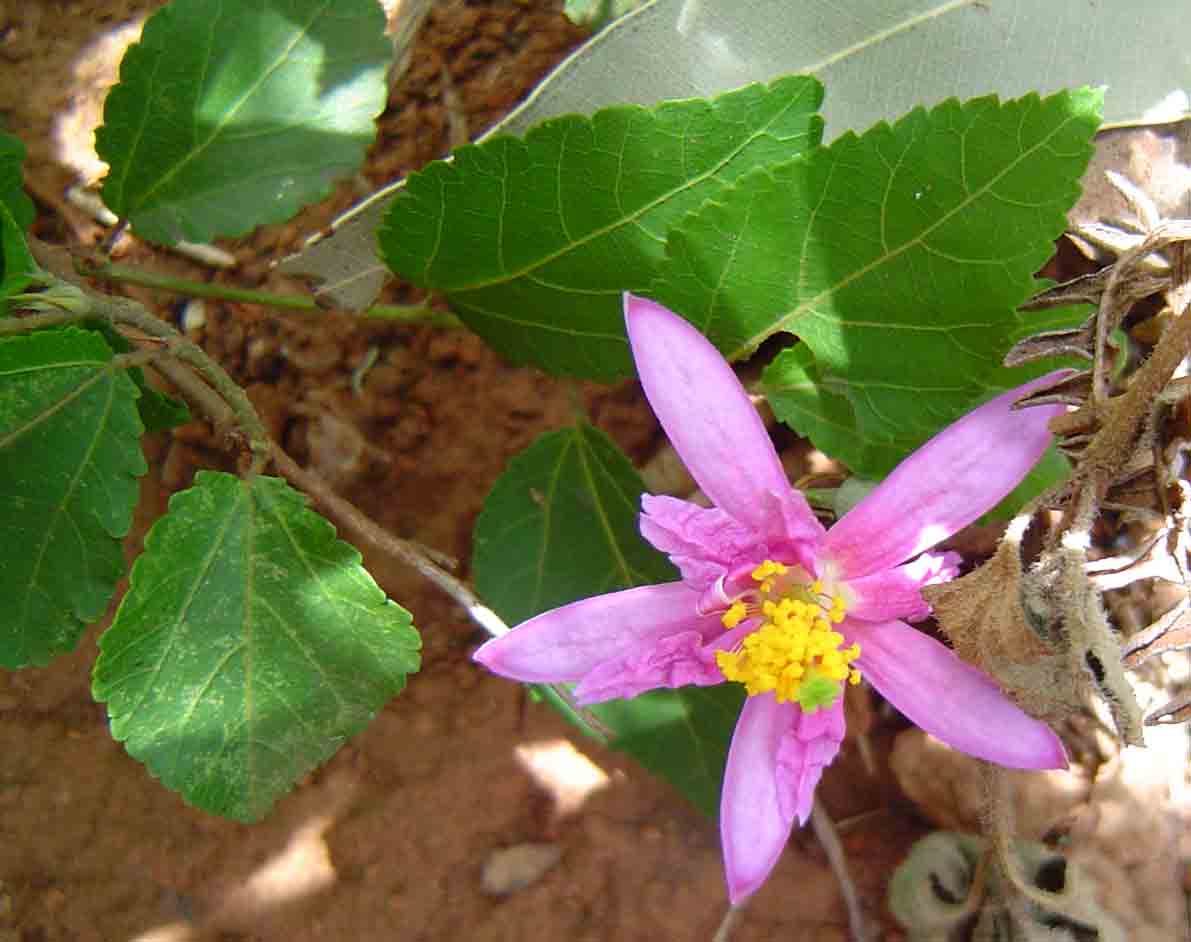 Grewia occidentalis var. occidentalis