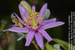Grewia occidentalis var. occidentalis