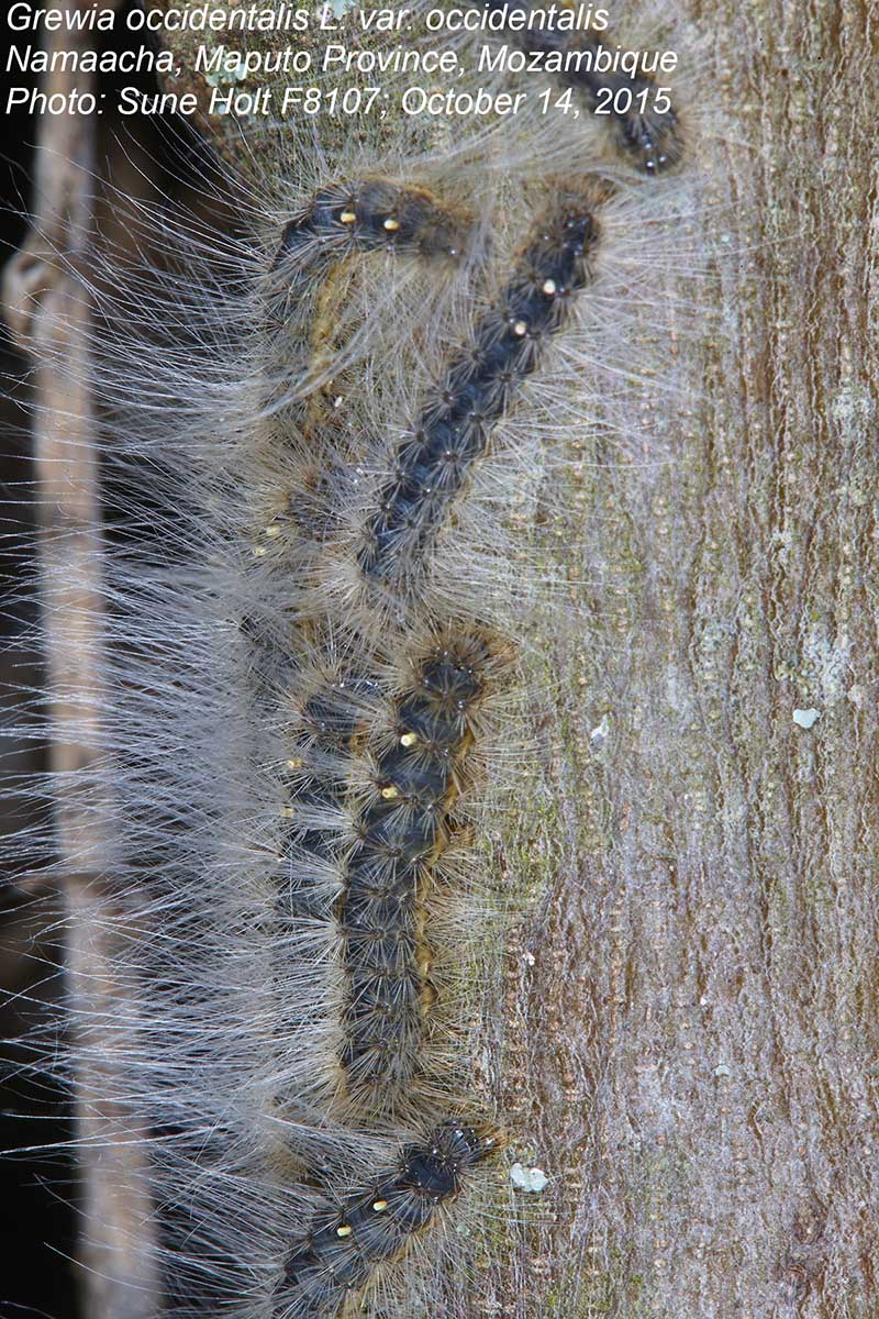 Grewia occidentalis var. occidentalis