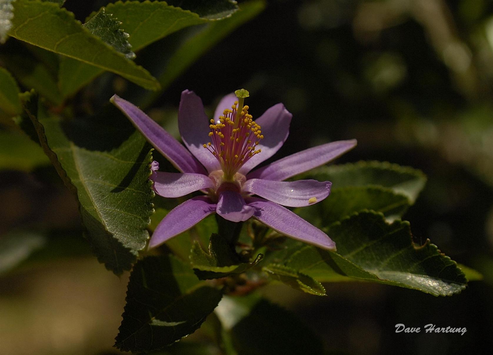 Grewia occidentalis var. occidentalis