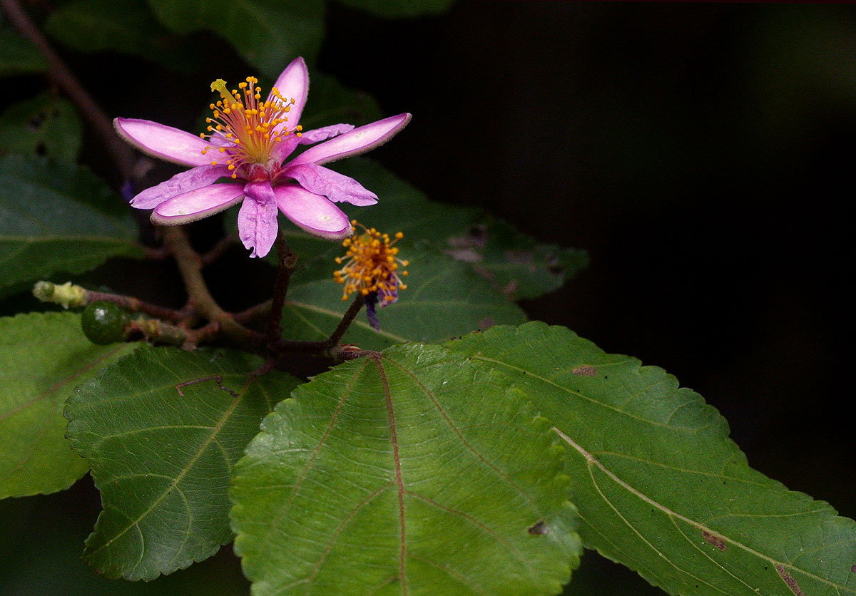 Grewia occidentalis var. occidentalis