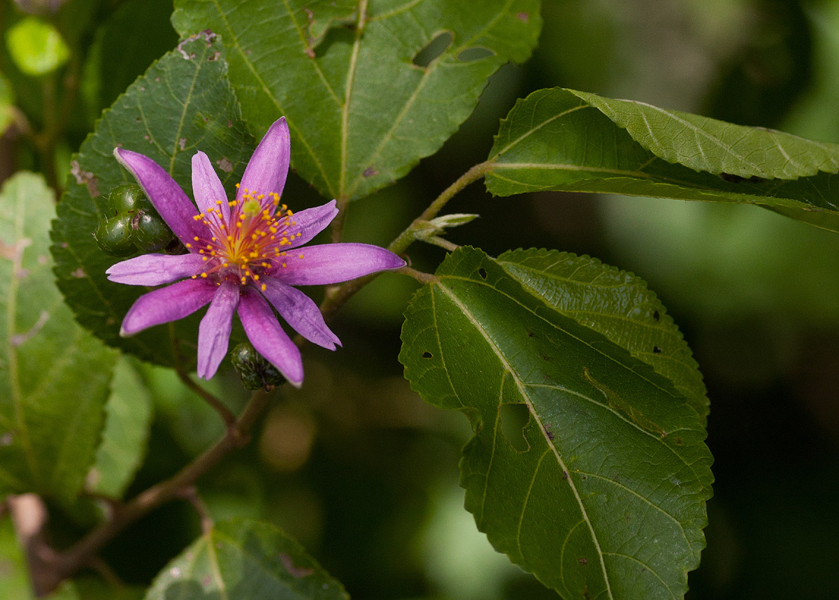 Grewia occidentalis var. occidentalis