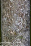 Grewia occidentalis var. occidentalis