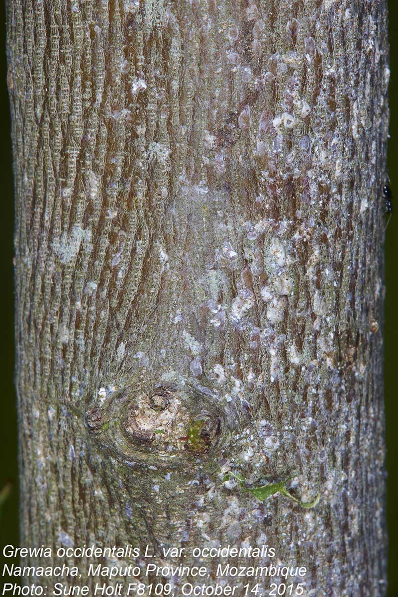Grewia occidentalis var. occidentalis