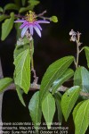 Grewia occidentalis var. occidentalis
