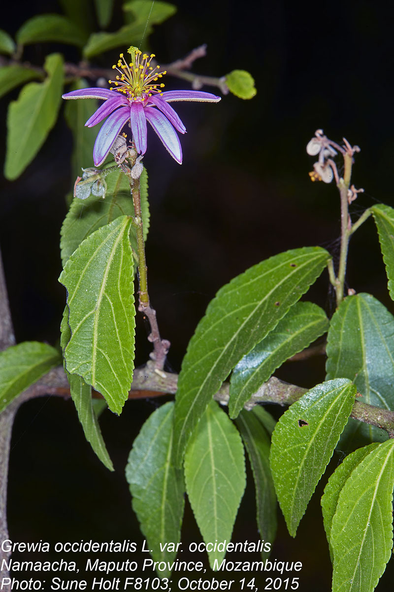 Grewia occidentalis var. occidentalis