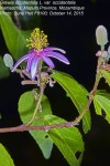 Grewia occidentalis var. occidentalis