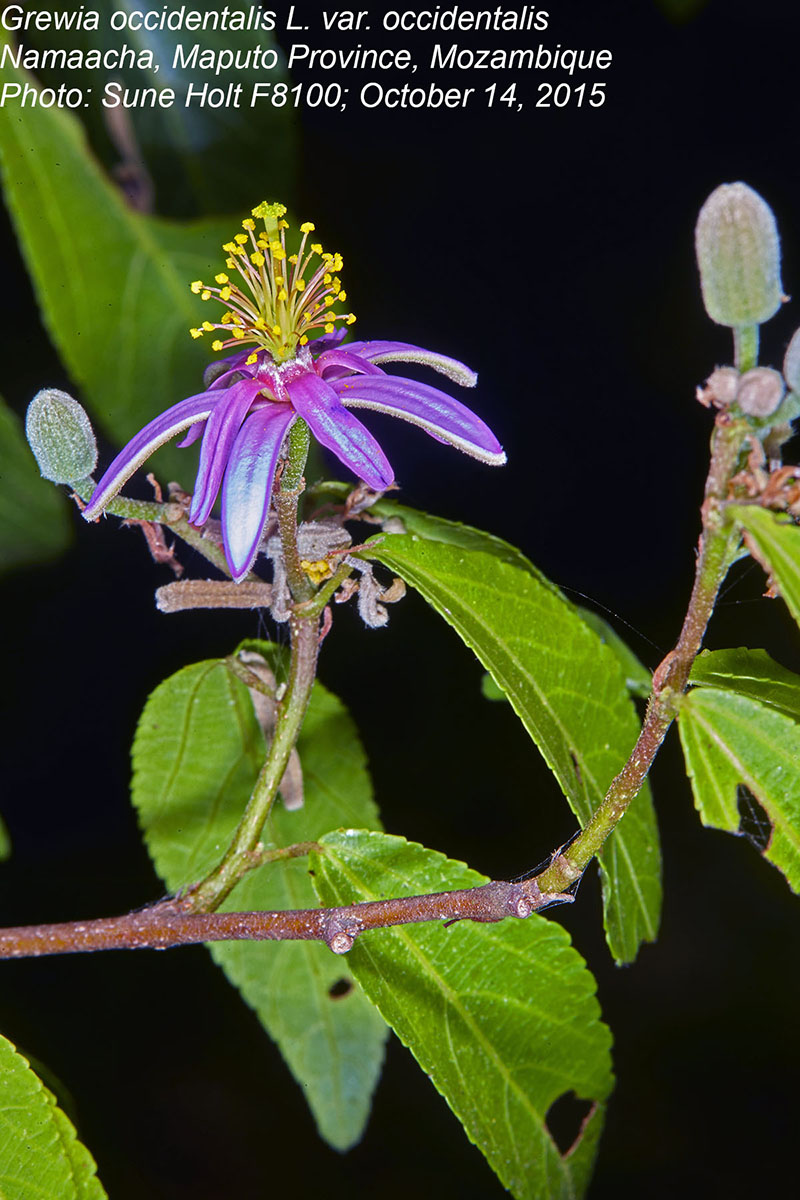 Grewia occidentalis var. occidentalis