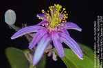 Grewia occidentalis var. occidentalis