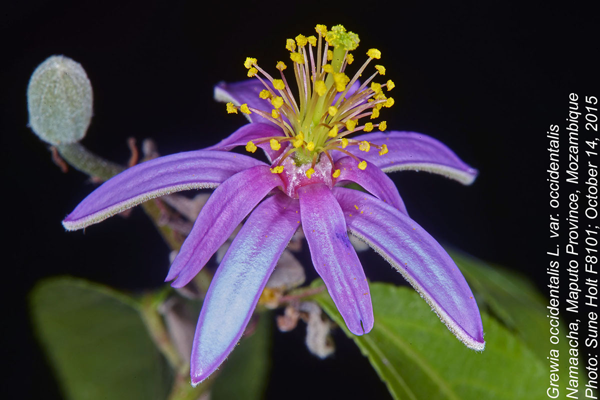 Grewia occidentalis var. occidentalis