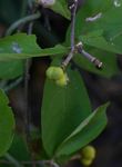 Grewia pachycalyx
