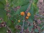 Grewia pachycalyx