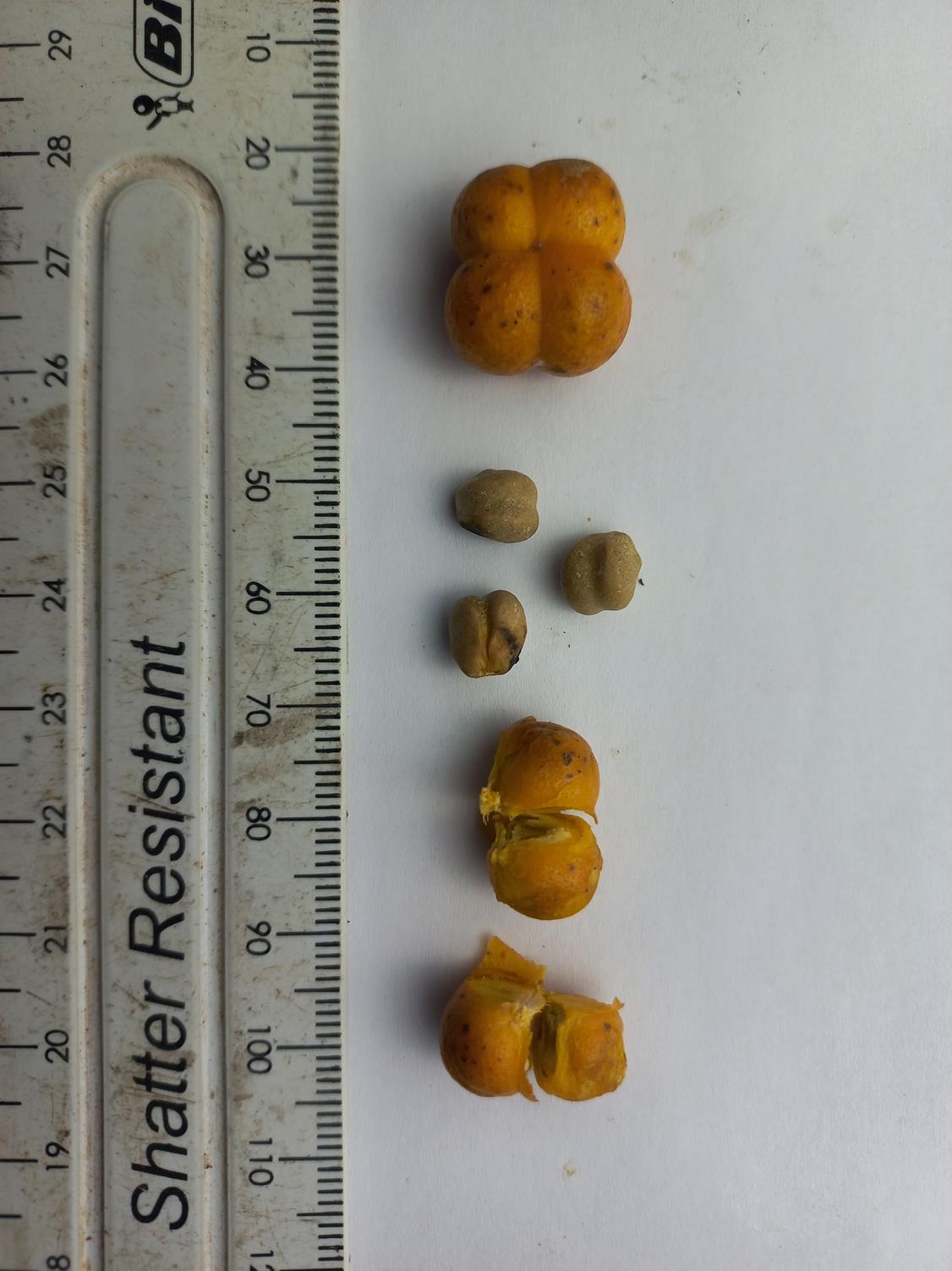 Grewia pachycalyx