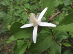 Grewia pachycalyx