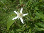 Grewia pachycalyx
