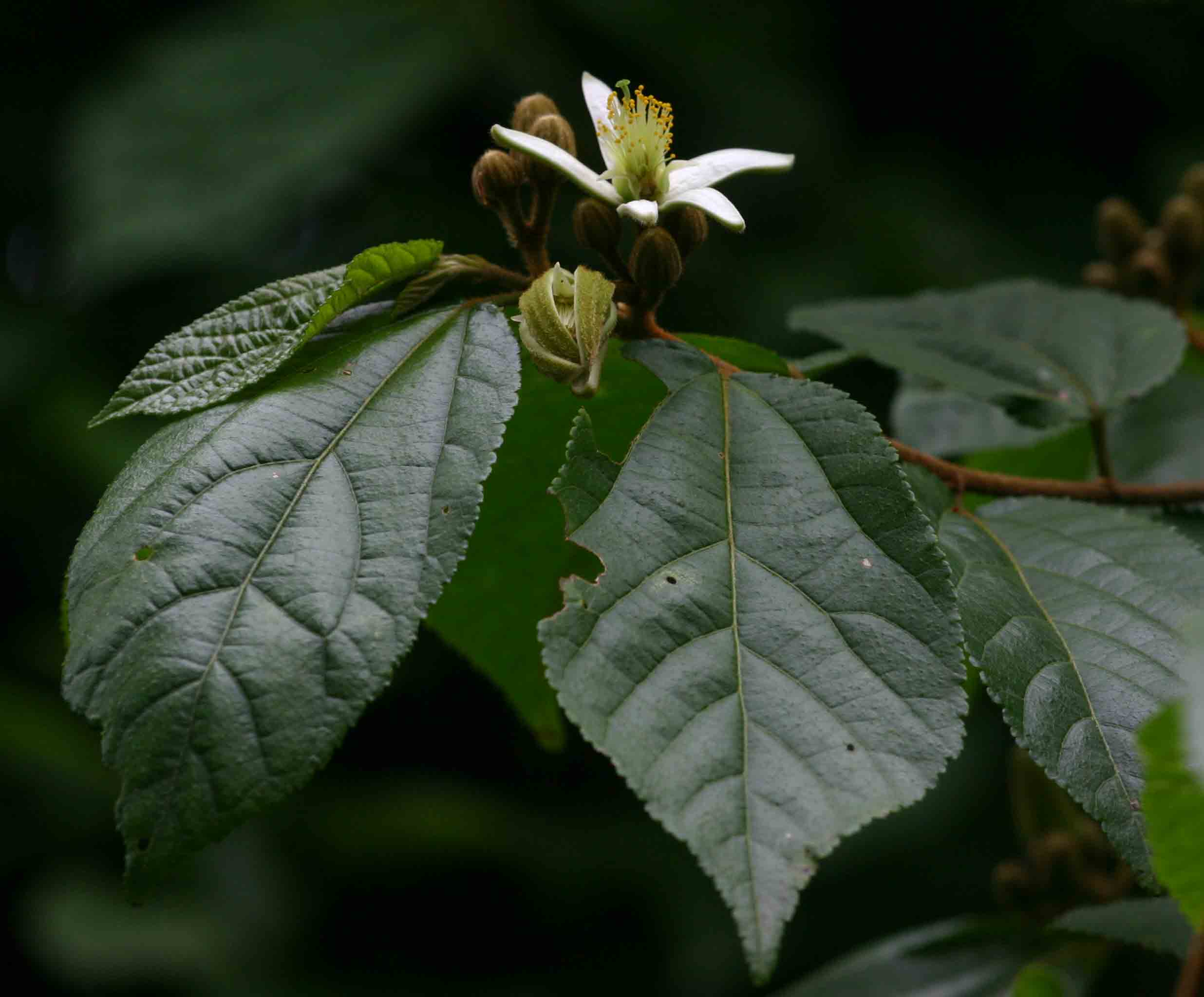 Grewia stolzii