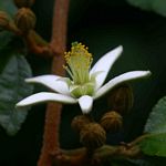 Grewia stolzii