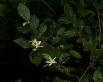 Grewia stolzii