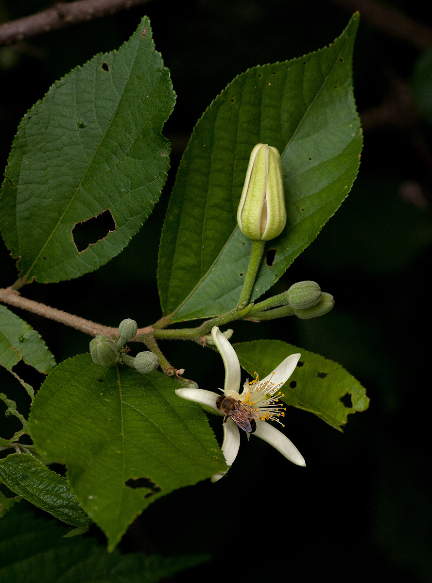 Grewia stolzii