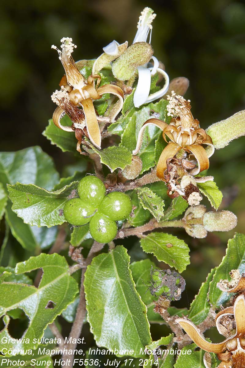 Grewia sulcata