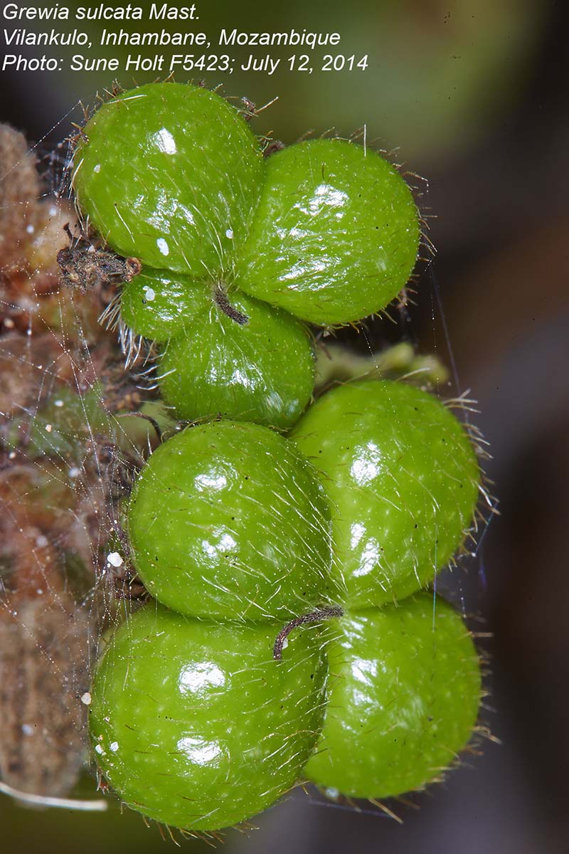 Grewia sulcata