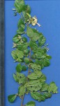 Grewia sulcata