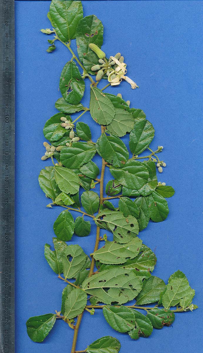 Grewia sulcata