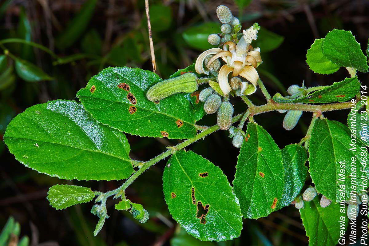 Grewia sulcata