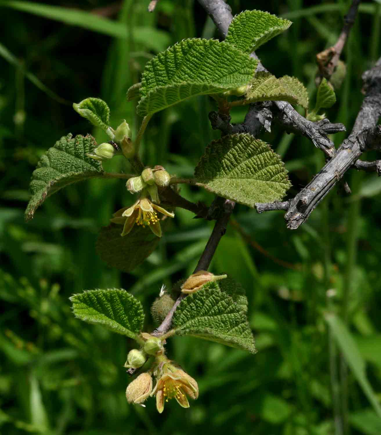 Grewia villosa