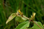 Triumfetta amuletum