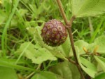 Triumfetta amuletum