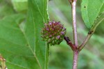 Triumfetta amuletum