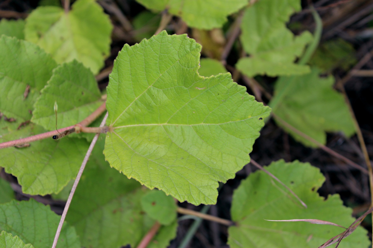 Triumfetta amuletum