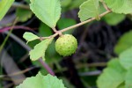 Triumfetta amuletum