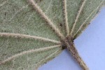 Triumfetta amuletum