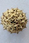 Triumfetta amuletum