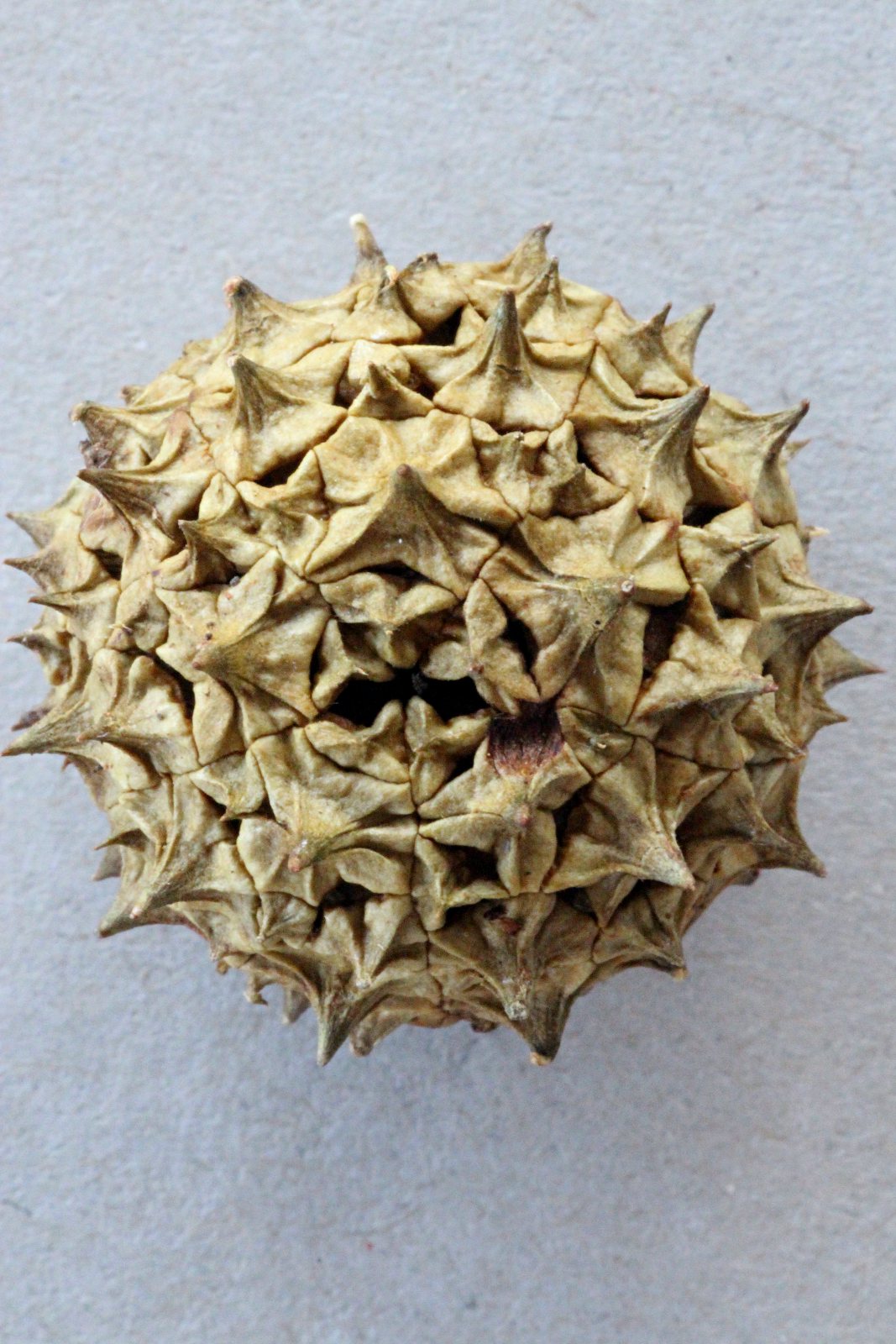 Triumfetta amuletum