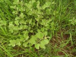 Triumfetta amuletum