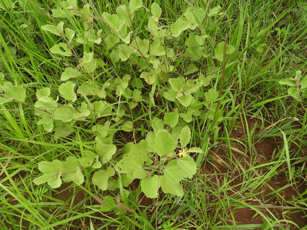 Triumfetta amuletum
