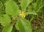 Triumfetta amuletum