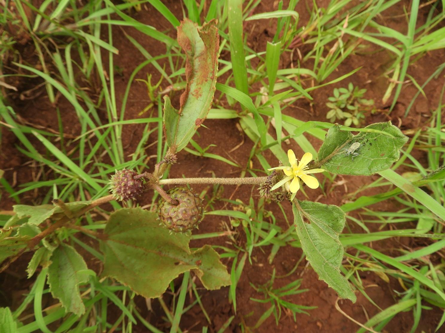 Triumfetta amuletum