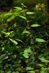 Triumfetta annua