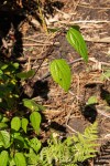 Triumfetta annua