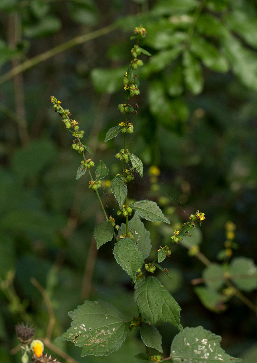 Triumfetta pentandra