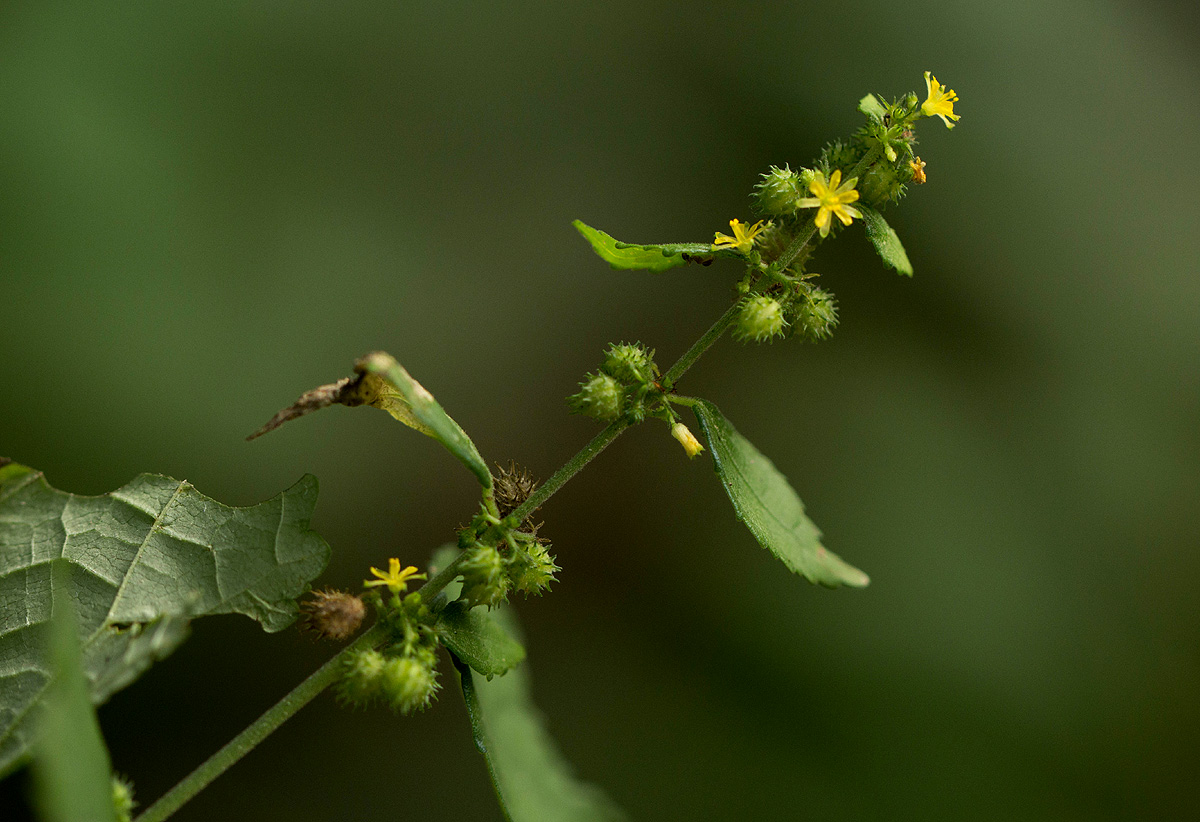Triumfetta pentandra