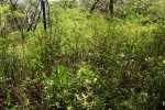 Triumfetta pilosa var. glabrescens
