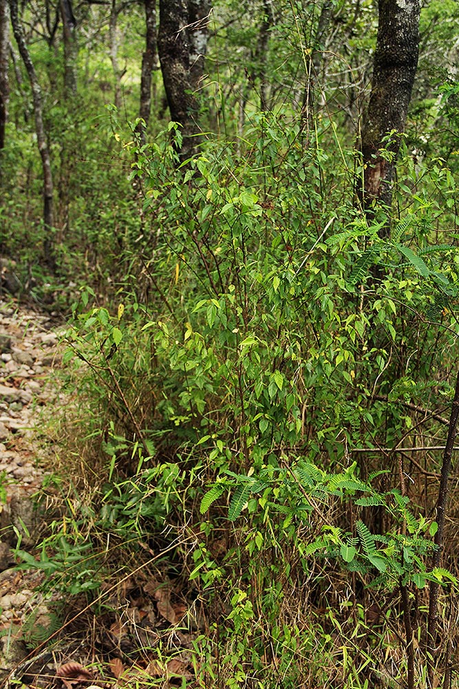 Triumfetta pilosa var. glabrescens